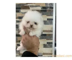 Pomeranac štenci - 2