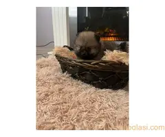 Pomeranac štenci - 3