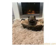 Pomeranac štenci - 5