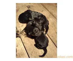 Prodaju se stenad Tibetanskog Mastifa sampionskog porijekla - 2