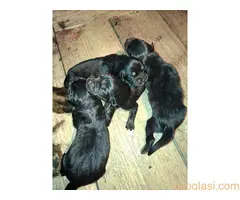 Prodaju se stenad Tibetanskog Mastifa sampionskog porijekla - 3