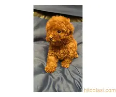 Prelepe patuljaste i toy pudle