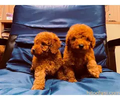 Prelepe patuljaste i toy pudle - 2