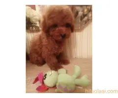 Prelepe patuljaste i toy pudle - 7