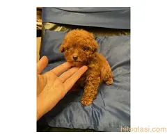 Prelepe patuljaste i toy pudle - 8