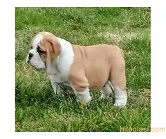 Engleski buldog štenci