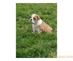 Engleski buldog štenci - 2