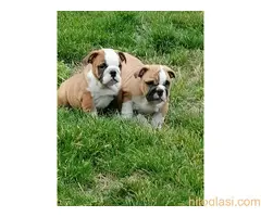 Engleski buldog štenci - 3