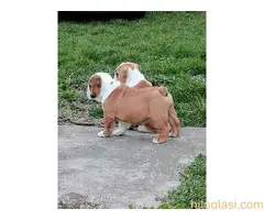 Engleski buldog štenci - 5