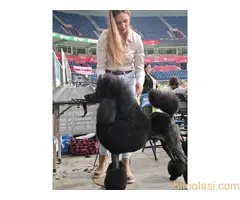 ŠAMPIONSKO LEGLO: Crne Standardne Pudle vrhunskog ranga