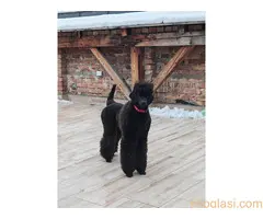 ŠAMPIONSKO LEGLO: Crne Standardne Pudle vrhunskog ranga - 2