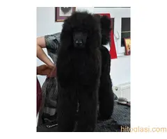 ŠAMPIONSKO LEGLO: Crne Standardne Pudle vrhunskog ranga - 4