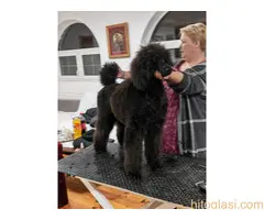 ŠAMPIONSKO LEGLO: Crne Standardne Pudle vrhunskog ranga - 5