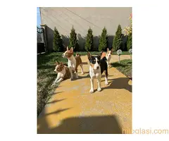 Prelepi štenci rase Basenji
