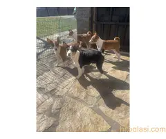 Prelepi štenci rase Basenji - 2
