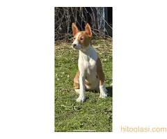 Prelepi štenci rase Basenji - 4