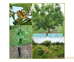 Prodajem sadnice pitomog kestena, sorta Marsol