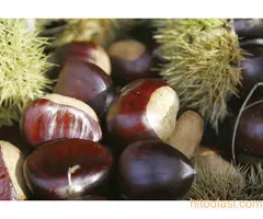Prodajem sadnice pitomog kestena, sorta Marsol - 3