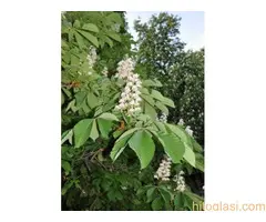 Prodajem sadnice pitomog kestena, sorta Marsol - 4