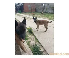 Belgijski ovčar MALINOA štenci - 2