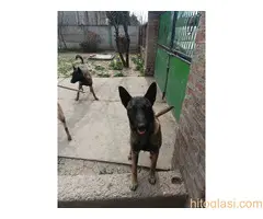 Belgijski ovčar MALINOA štenci - 3