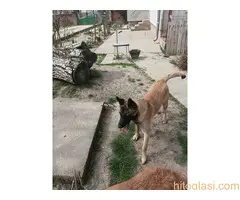 Belgijski ovčar MALINOA štenci - 4