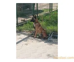 Belgijski ovčar MALINOA štenci - 6