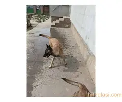 Belgijski ovčar MALINOA štenci - 7