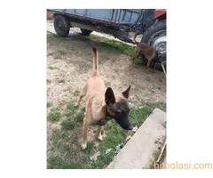 Belgijski ovčar MALINOA štenci - 8