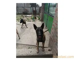 Belgijski ovčar MALINOA štenci - 9