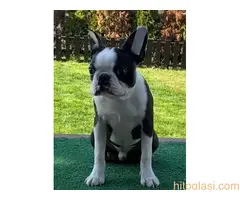 Dostupno muško štene Boston terijera