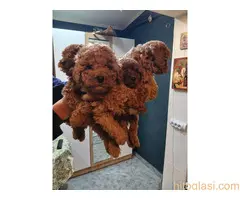 Na prodaju štenci patuljaste pudle