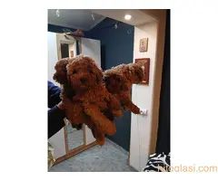 Na prodaju štenci patuljaste pudle - 2