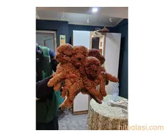 Na prodaju štenci patuljaste pudle - 3