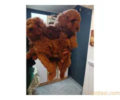 Na prodaju štenci patuljaste pudle - 5