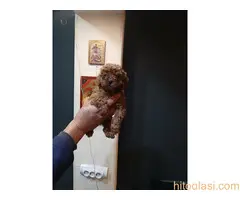 Na prodaju štenci patuljaste pudle - 6