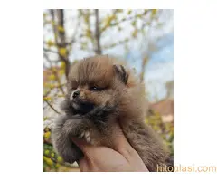 Stenci pomeranca prelepog krzna i izuzetno sitne građe