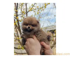 Stenci pomeranca prelepog krzna i izuzetno sitne građe - 2