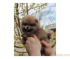 Stenci pomeranca prelepog krzna i izuzetno sitne građe - 3