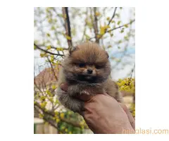 Stenci pomeranca prelepog krzna i izuzetno sitne građe - 4