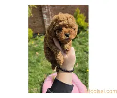 Toy pudle nove bebice - 3