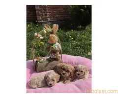 Predstavljamo vam novo leglo bebica maltipoo