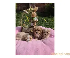 Predstavljamo vam novo leglo bebica maltipoo - 2