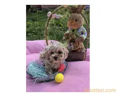 Predstavljamo vam novo leglo bebica maltipoo - 3
