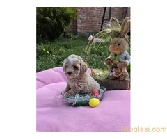 Predstavljamo vam novo leglo bebica maltipoo - 4