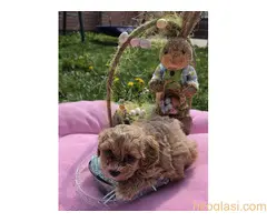 Predstavljamo vam novo leglo bebica maltipoo - 5