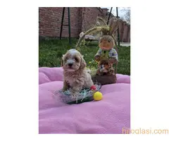 Predstavljamo vam novo leglo bebica maltipoo - 6