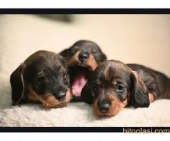 Na prodaju štenci rase oštrodlaki jazavičar - kunićar