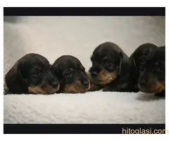 Na prodaju štenci rase oštrodlaki jazavičar - kunićar - 2