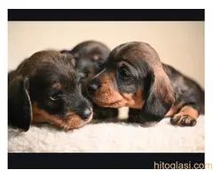 Na prodaju štenci rase oštrodlaki jazavičar - kunićar - 3